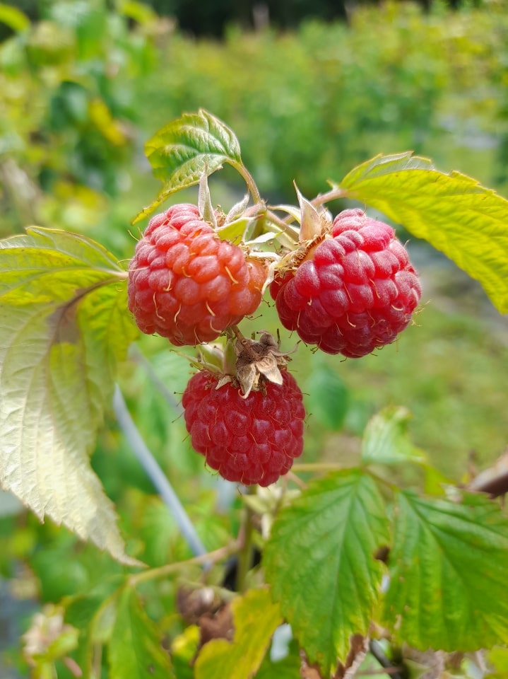 framboises-min framboise