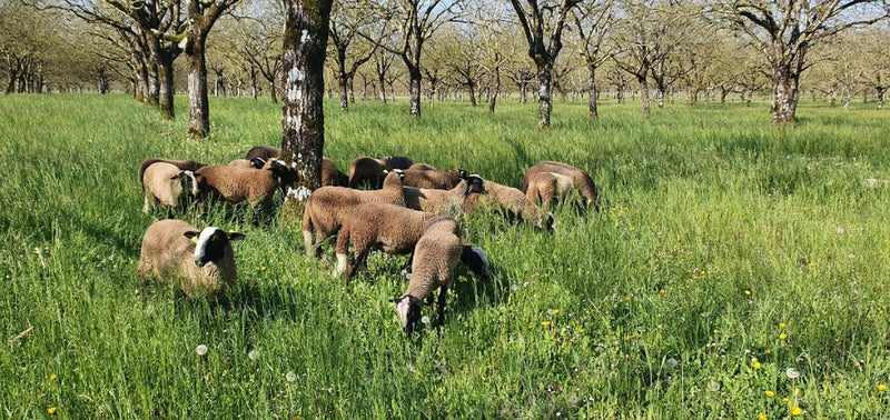 mouton-noyer-min-1.jpg